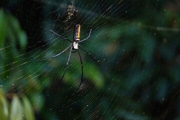 Golden Silk Orb Weaver Spider or Banana Spider or Giant Wood Spider ( Nephila Pilipes) sitting on Cobweb with blurred green jungle background.