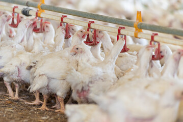 Modern chicken farm. Food industry. Indoors chicken farm, chicken feeding.Growing