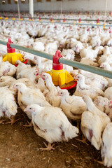 Modern chicken farm. Food industry. Indoors chicken farm, chicken feeding.Growing