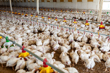 Modern chicken farm. Food industry. Indoors chicken farm, chicken feeding.Growing