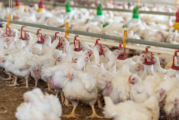 Modern chicken farm. Food industry. Indoors chicken farm, chicken feeding.Growing