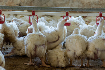 Modern chicken farm. Food industry. Indoors chicken farm, chicken feeding.Growing