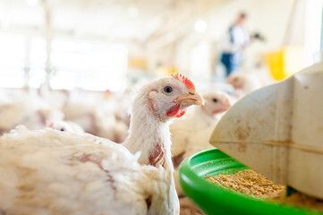 Poultry farm with chicken. Husbandry, housing business for the purpose of farming meat, White chicken Farming feed in indoor housing. Live chicken for meat and egg production inside a storage.