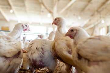 Modern chicken farm. Food industry. Indoors chicken farm, chicken feeding.Growing