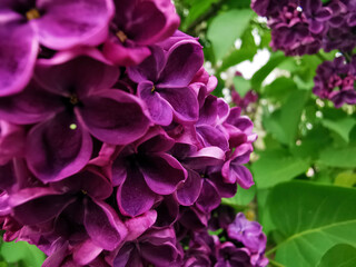 spring lilac 001