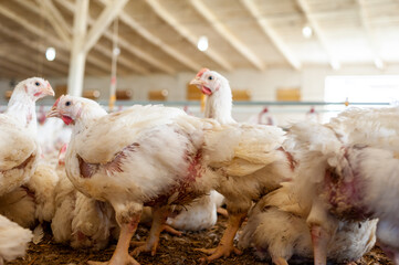 Poultry farm with chicken. Husbandry, housing business for the purpose of farming meat, White chicken Farming feed in indoor housing. Live chicken for meat and egg production inside a storage.