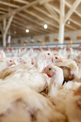 Modern chicken farm. Food industry. Indoors chicken farm, chicken feeding.Growing