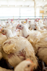 Poultry farm with chicken. Husbandry, housing business for the purpose of farming meat, White chicken Farming feed in indoor housing. Live chicken for meat and egg production inside a storage.