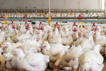 Poultry farm with chicken. Husbandry, housing business for the purpose of farming meat, White chicken Farming feed in indoor housing. Live chicken for meat and egg production inside a storage.
