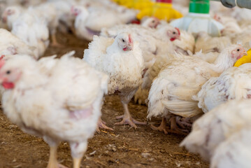 Poultry farm with chicken. Husbandry, housing business for the purpose of farming meat, White chicken Farming feed in indoor housing. Live chicken for meat and egg production inside a storage.