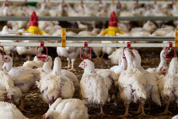 Modern chicken farm. Food industry. Indoors chicken farm, chicken feeding.Growing