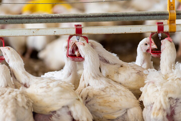 Modern chicken farm. Food industry. Indoors chicken farm, chicken feeding.Growing