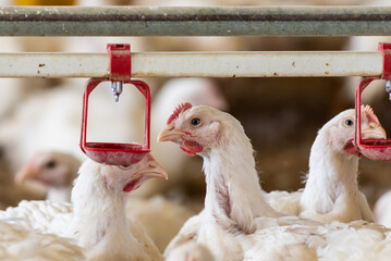 Poultry farm with chicken. Husbandry, housing business for the purpose of farming meat, White chicken Farming feed in indoor housing. Live chicken for meat and egg production inside a storage.