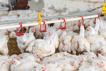 Chicken modern farm. Chicken growing for meat