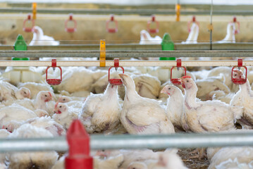 Chicken modern farm. Chicken growing for meat