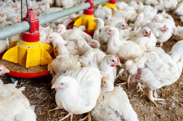 Chicken modern farm. Chicken growing for meat
