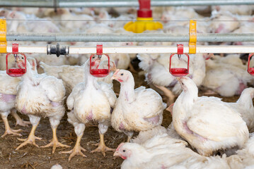 Chicken modern farm. Chicken growing for meat
