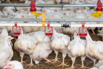 Chicken modern farm. Chicken growing for meat