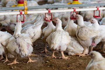 Chicken modern farm. Chicken growing for meat