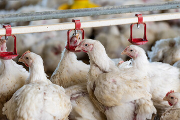 Chicken modern farm. Chicken growing for meat
