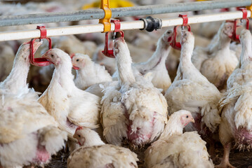 Chicken modern farm. Chicken growing for meat