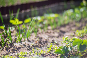 Crops planted in soil get ripe under sun. Cultivated land close up with sprout. Agriculture plant growing in bed row. Green natural food crop