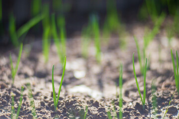 Onion crops planted in soil get ripe under sun. Cultivated land close up with sprout. Agriculture plant growing in bed row. Green natural food crop