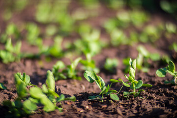 Peas crops planted in soil get ripe under sun. Cultivated land close up with sprout. Agriculture plant growing in bed row. Green natural food crop