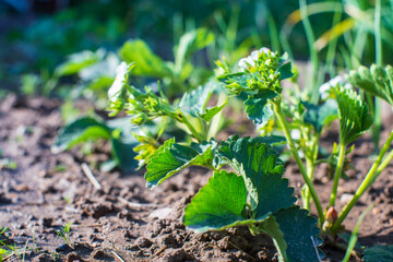 Peas crops planted in soil get ripe under sun. Cultivated land close up with sprout. Agriculture plant growing in bed row. Green natural food crop