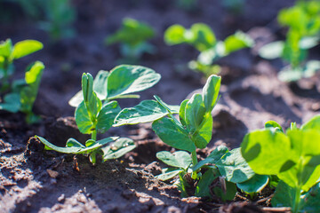 Peas crops planted in soil get ripe under sun. Cultivated land close up with sprout. Agriculture plant growing in bed row. Green natural food crop