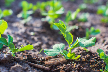 Peas crops planted in soil get ripe under sun. Cultivated land close up with sprout. Agriculture plant growing in bed row. Green natural food crop