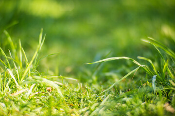 Fresh green grass on a sunny summer day close-up. Beautiful natural rural landscape with a blurred background for nature-themed design and projects