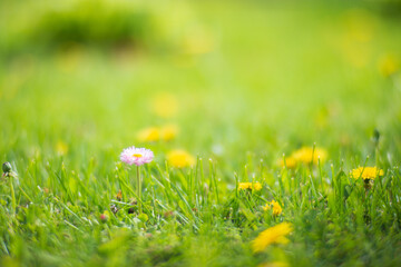 Wildflowers close-up in sunny day in summer meadow. Beautiful natural rural landscape with blurry background for nature-themed design and projects