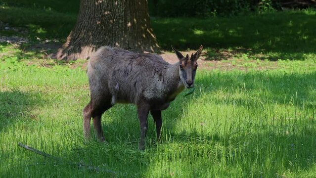 Apennine chamois, Rupicapra pyrenaica ornata, is living in the Abruzzo-Lazio-Molise National Park in Italy and the Pyrenees in Spain