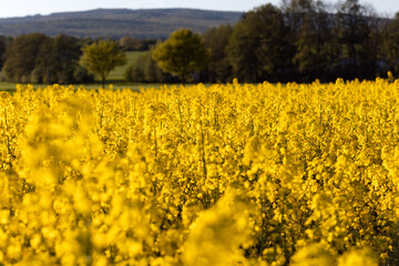 Canola blossoms. Oilseed rape filed during spring. Close-up yellow canola flowers on the field. Blue sky, day light, beatiful landscape, agriculture.