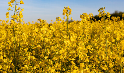 Obraz premium Canola blossoms. Oilseed rape filed during spring. Close-up yellow canola flowers on the field. Blue sky, day light, beatiful landscape, agriculture.