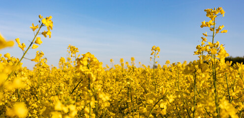 Canola blossoms. Oilseed rape filed during spring. Close-up yellow canola flowers on the field. Blue sky, day light, beatiful landscape, agriculture.