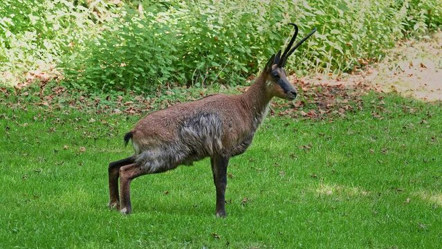 Apennine chamois, Rupicapra pyrenaica ornata, is living in the Abruzzo-Lazio-Molise National Park in Italy and the Pyrenees in Spain