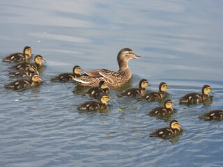 duck and ducklings