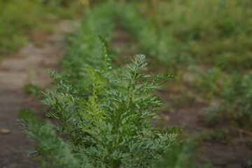 Dill leaves on a field close-up, selective focus.