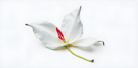 white petal on white background, generative ai