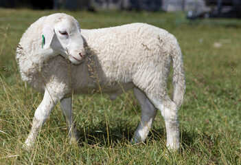 Obraz premium Sheep lamb smelling tall grass