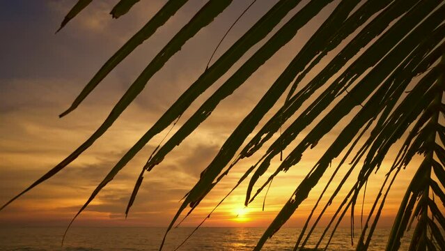 Beautiful Sunset at The Beach, Summer Landscape. Palm Tree Silhouette Against Orange Sunset Sky. Tropical Background