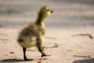 Ein Küken der Kanada Gans läuft über einen Weg