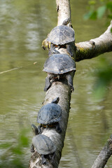 Vier Schildkröten liegen auf einem Baum hintereinander und genießen die Sonne