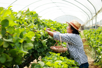 Elderly female farmer holding a basket of strawberries picking crops in a plantation farm. Asian elderly woman touring an agricultural farm. organic agriculture concept