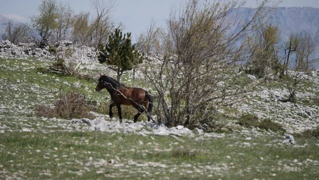 wild horses in a mountain region of Bosnien-Herzegowina, they are free, aus der Zeit des 2. Weltkriegs Pferde, die frei gelassen wurden