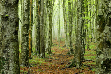 Obraz premium Spring green forest in the fog