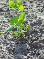 Young green pea sprout germinates from the ground. Growing plants in Spring