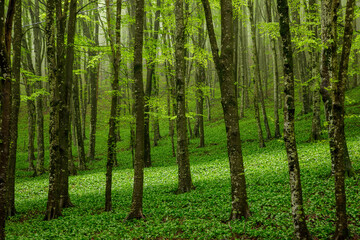 Spring green forest in the fog